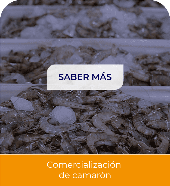 Comercializacion de camaron
